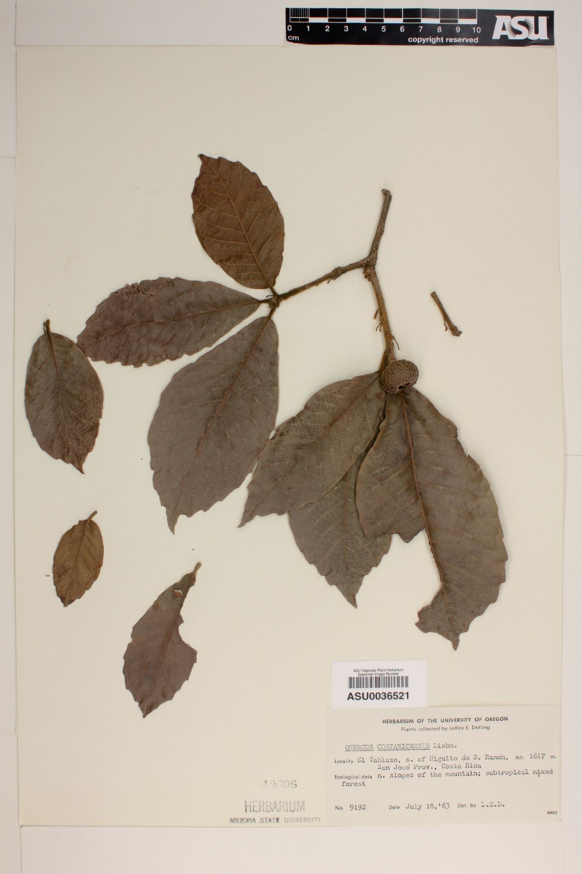 Quercus costaricensis image