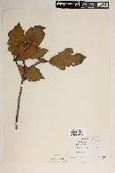 Quercus crassifolia image