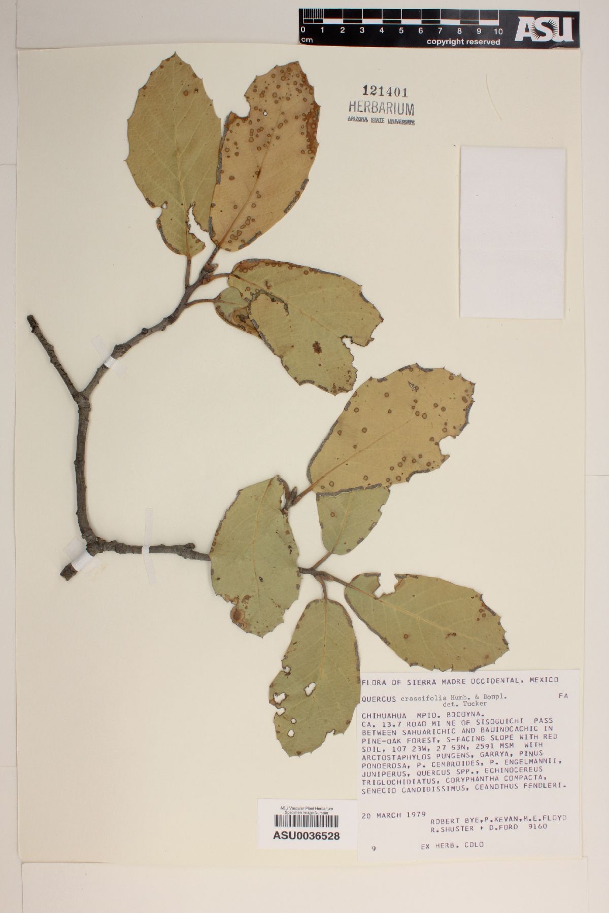 Quercus crassifolia image