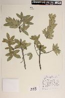 Quercus eduardi image