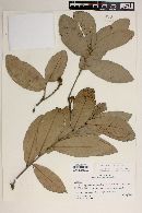 Quercus elliptica image