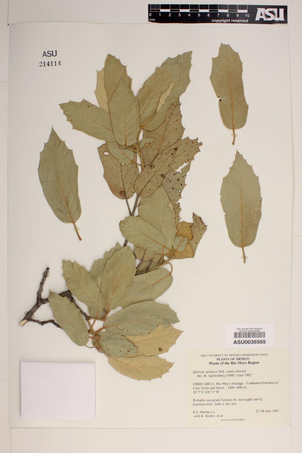 Quercus epileuca image