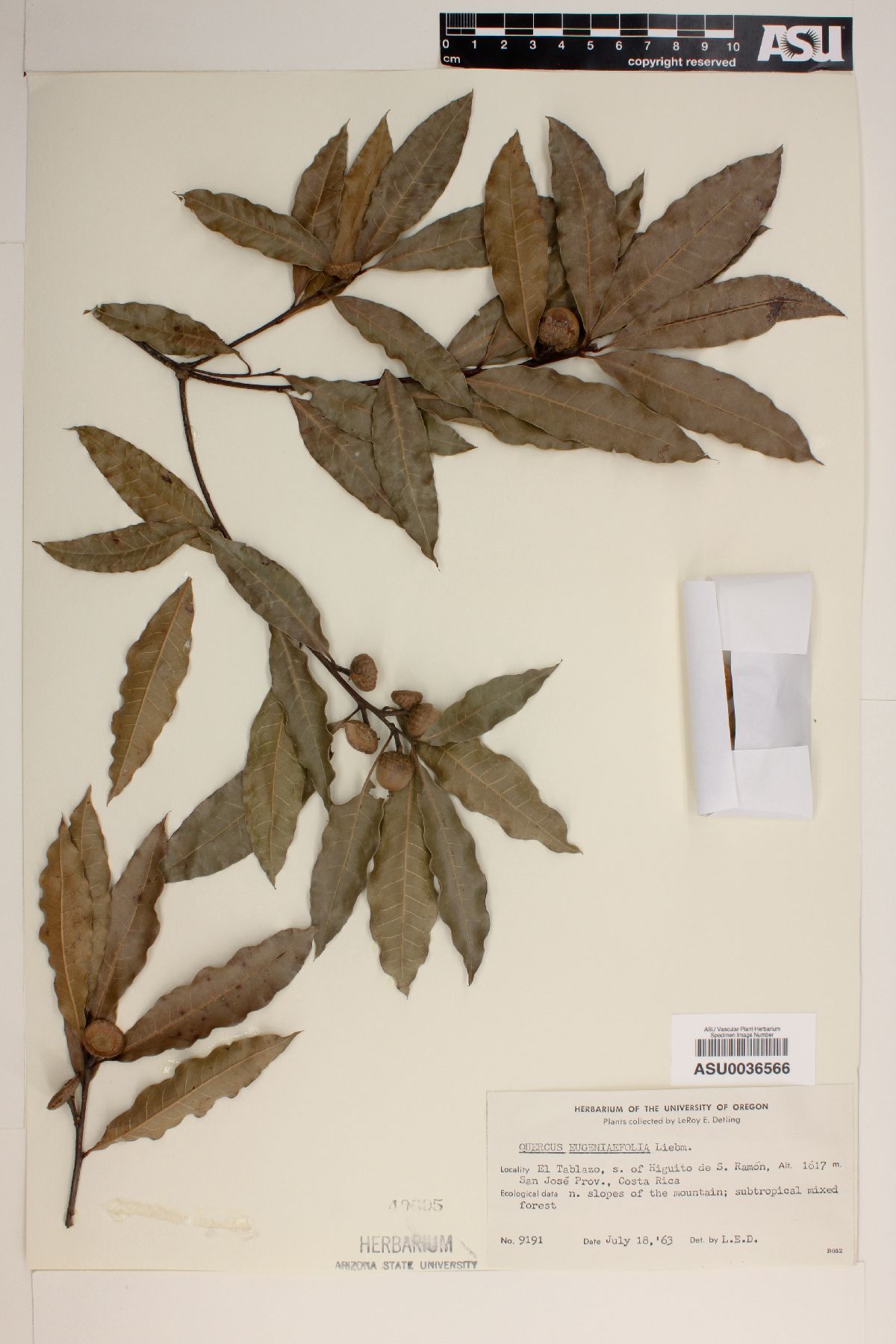 Quercus eugeniaefolia image