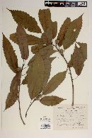 Image of Quercus galeotti