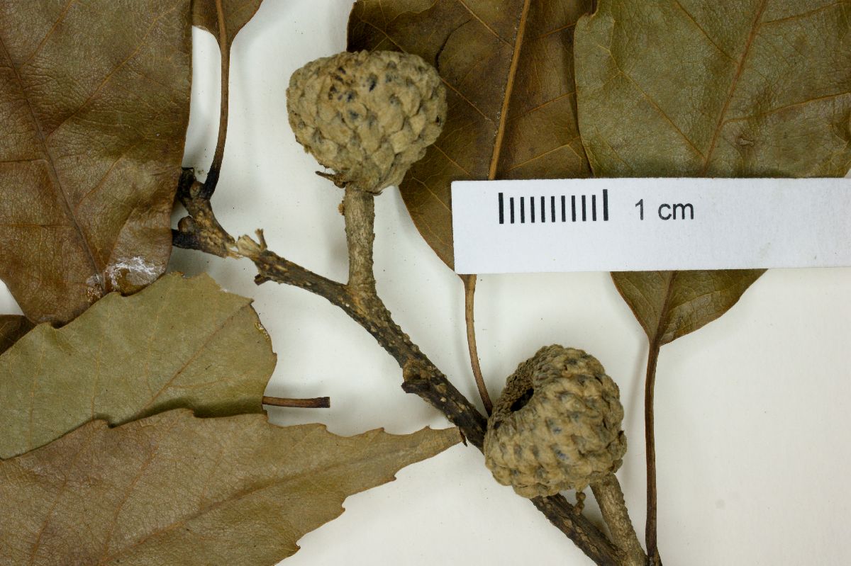 Quercus galeotti image