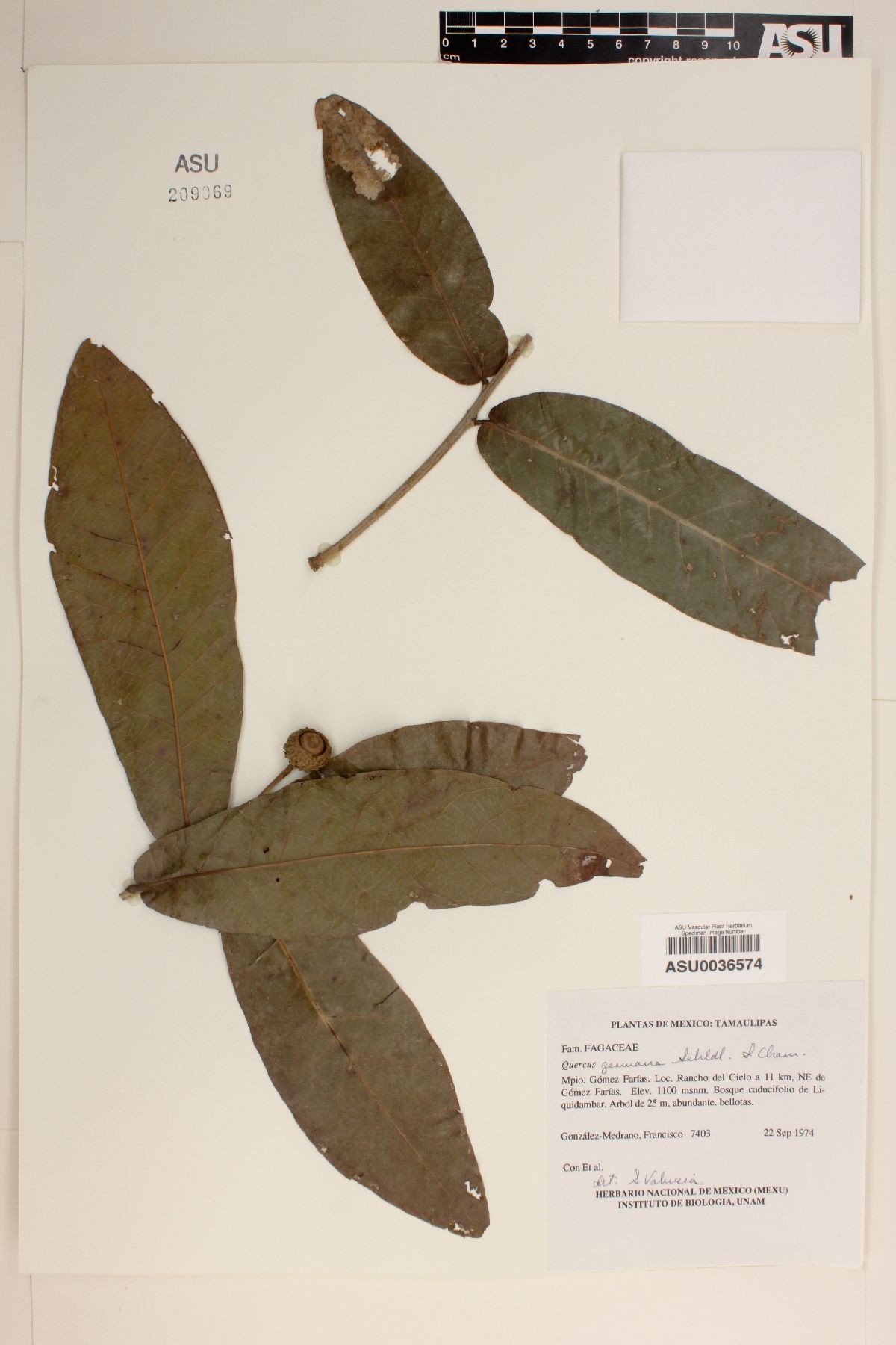 Quercus germana image