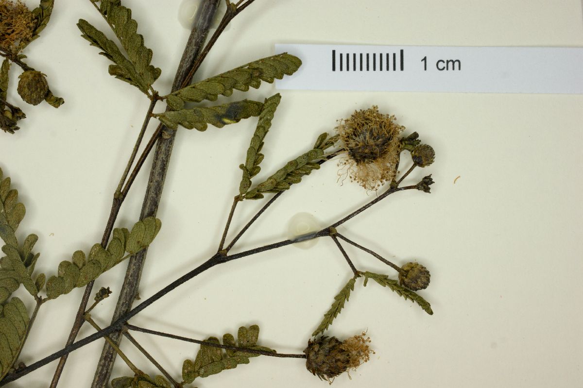 Mimosa strobiliflora image