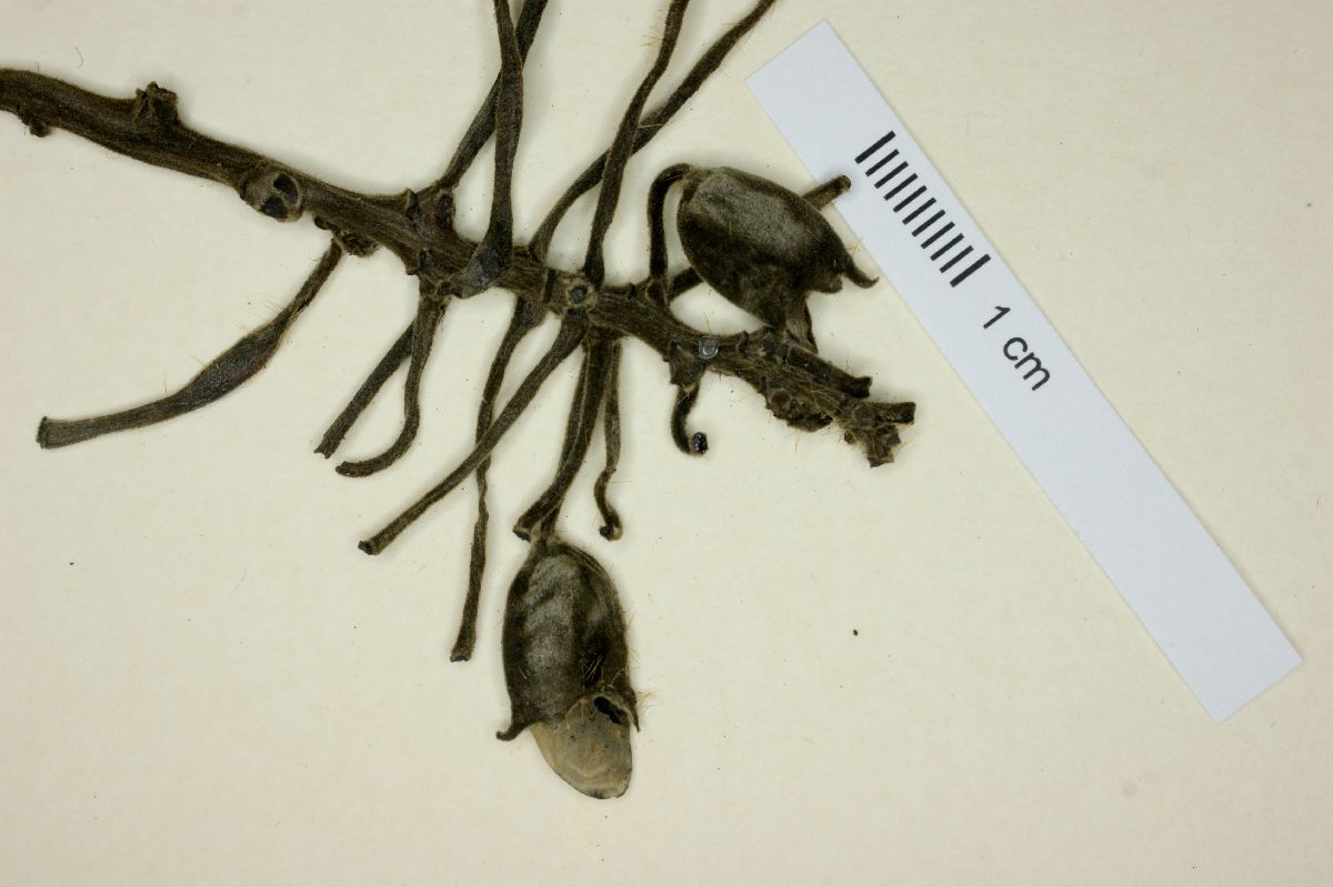 Mucuna mutisiana image