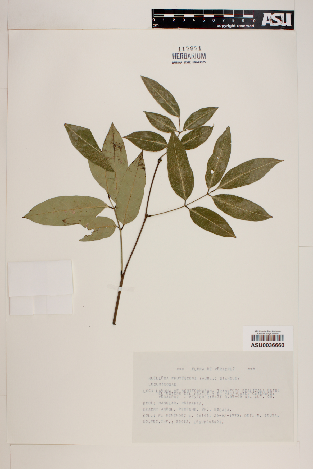 Lonchocarpus monilis image