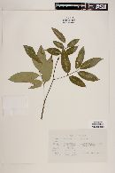Image of Lonchocarpus monilis