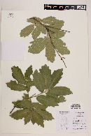 Quercus laeta image