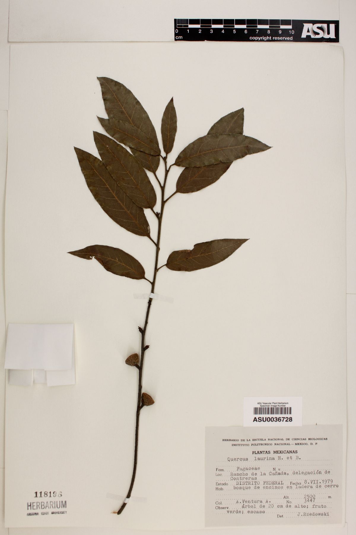 Quercus laurina image