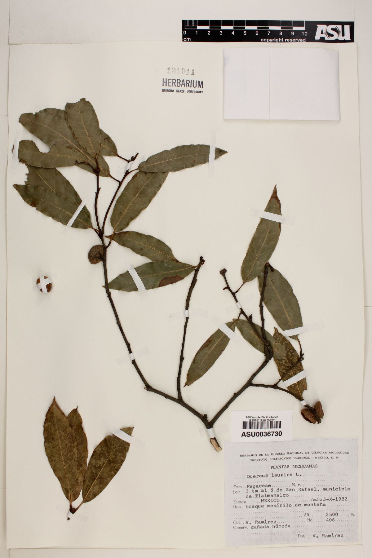 Quercus laurina image