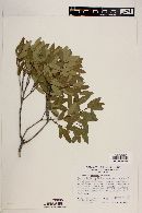 Quercus pringlei image