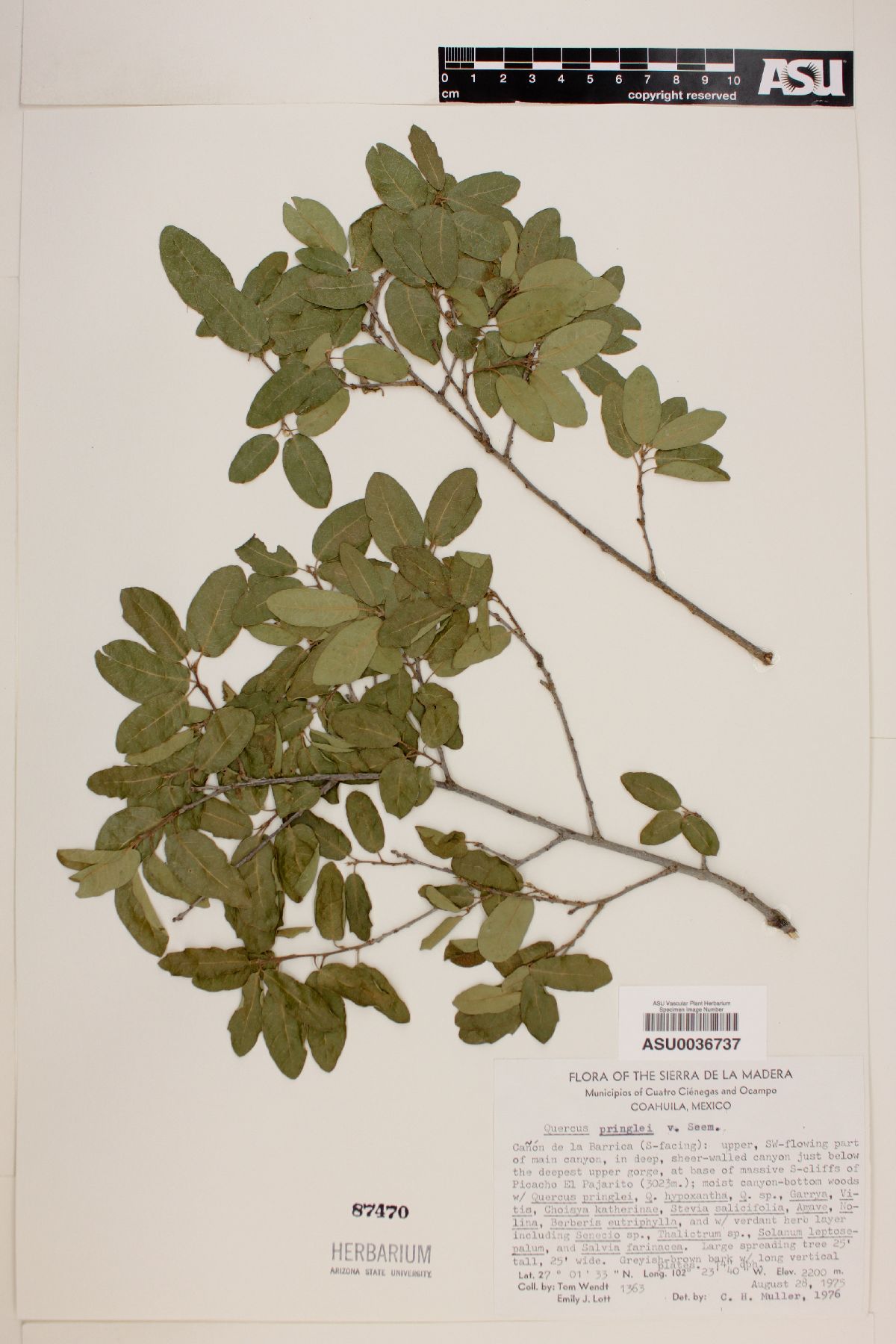 Quercus pringlei image