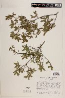 Quercus pringlei image