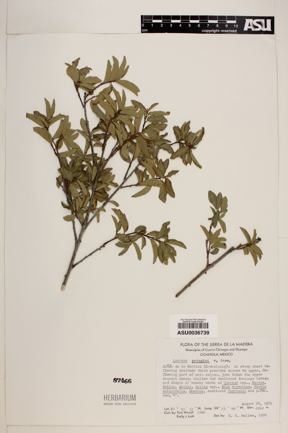 Quercus pringlei image