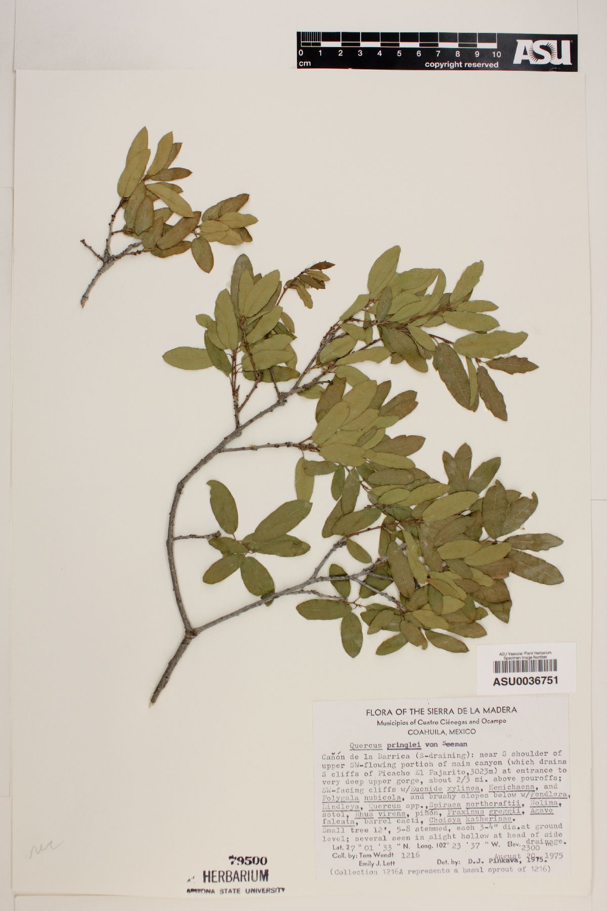 Quercus pringlei image