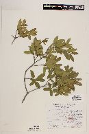 Quercus pringlei image