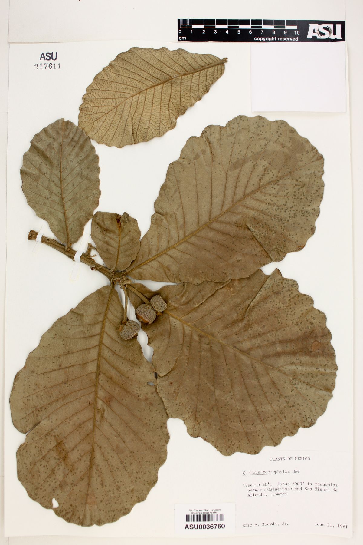 Quercus macrophylla image