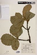 Quercus macrophylla image