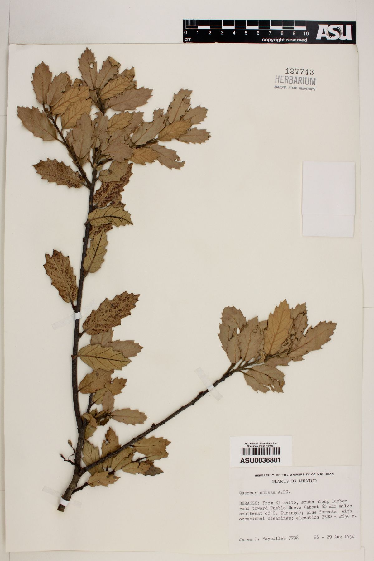 Quercus omissa image