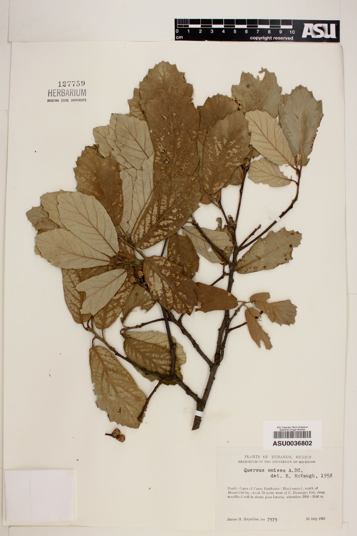 Quercus omissa image