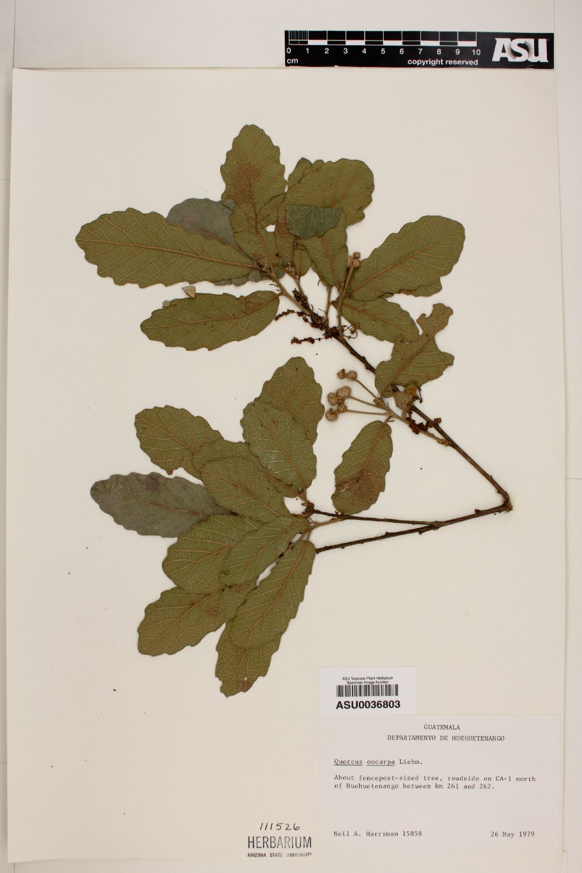 Quercus oocarpa image