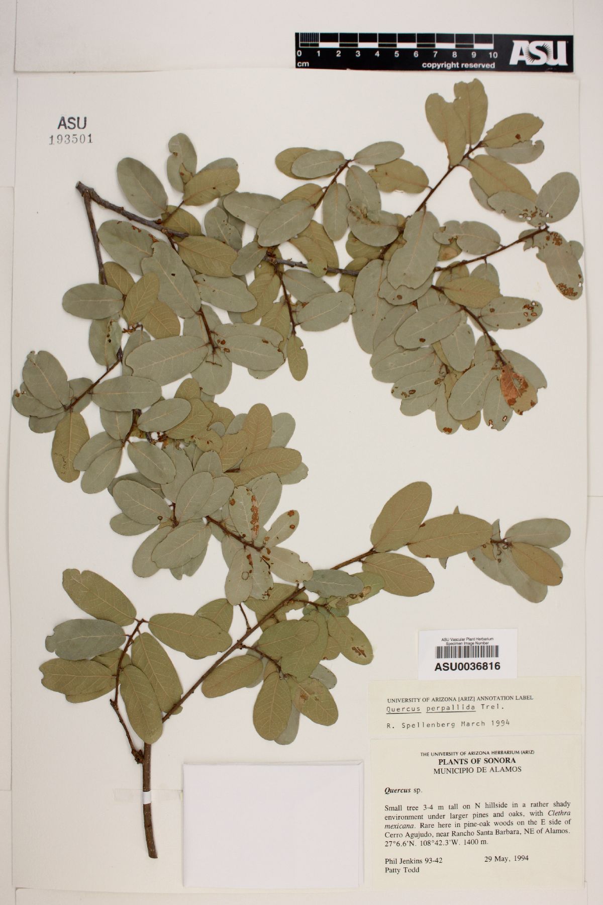 Quercus perpallida image