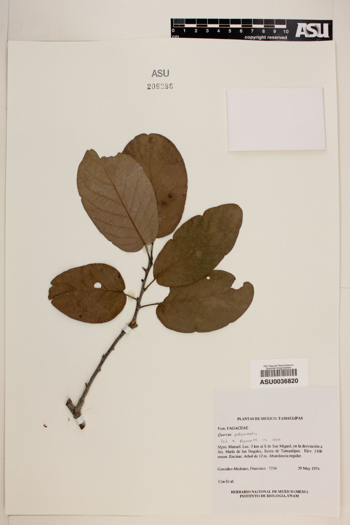 Quercus polymorpha image