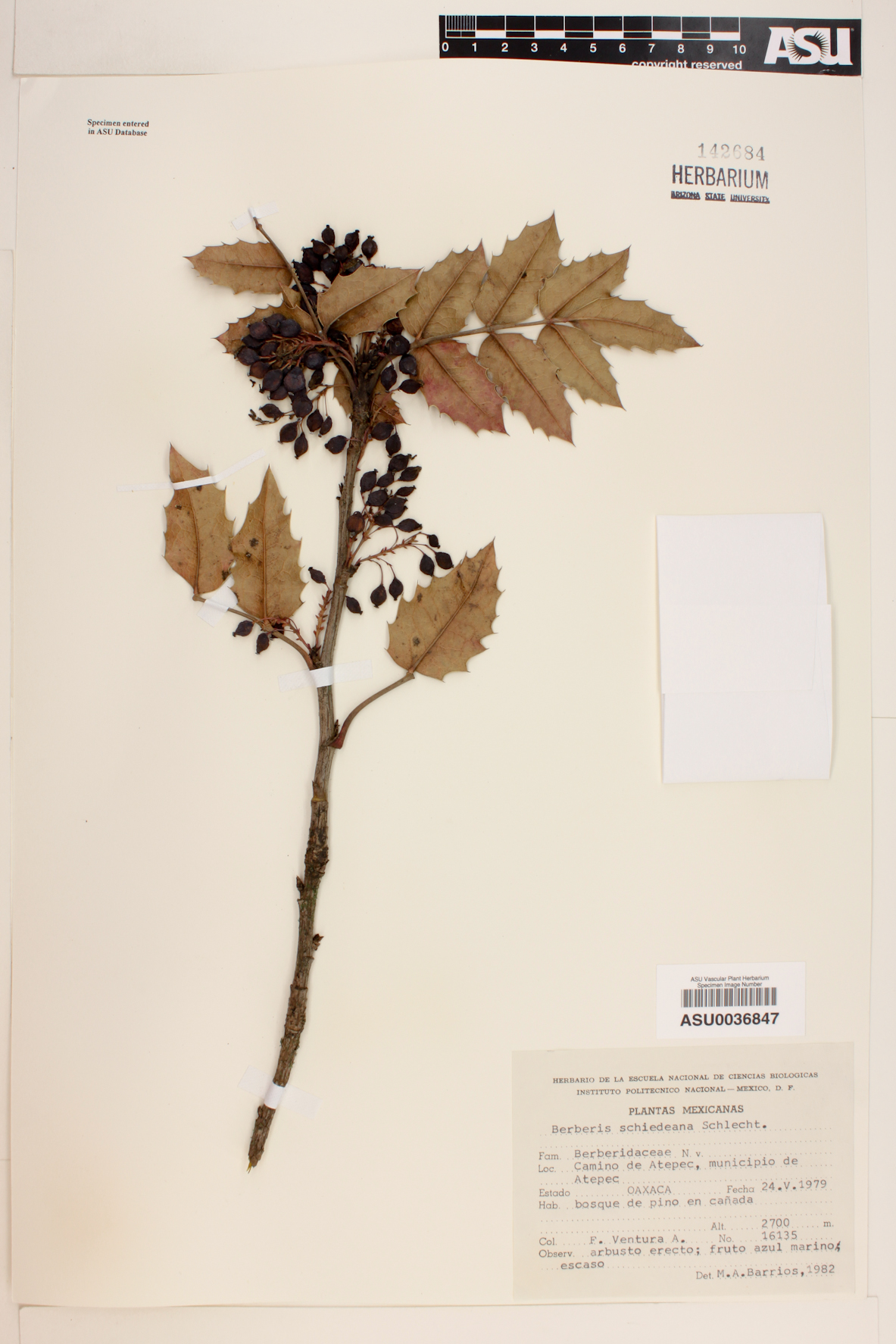 Mahonia trifolia image