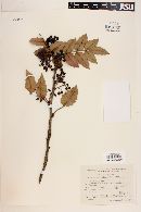 Mahonia trifolia image