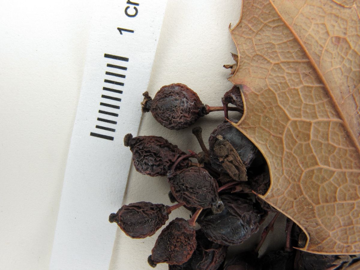 Mahonia trifolia image