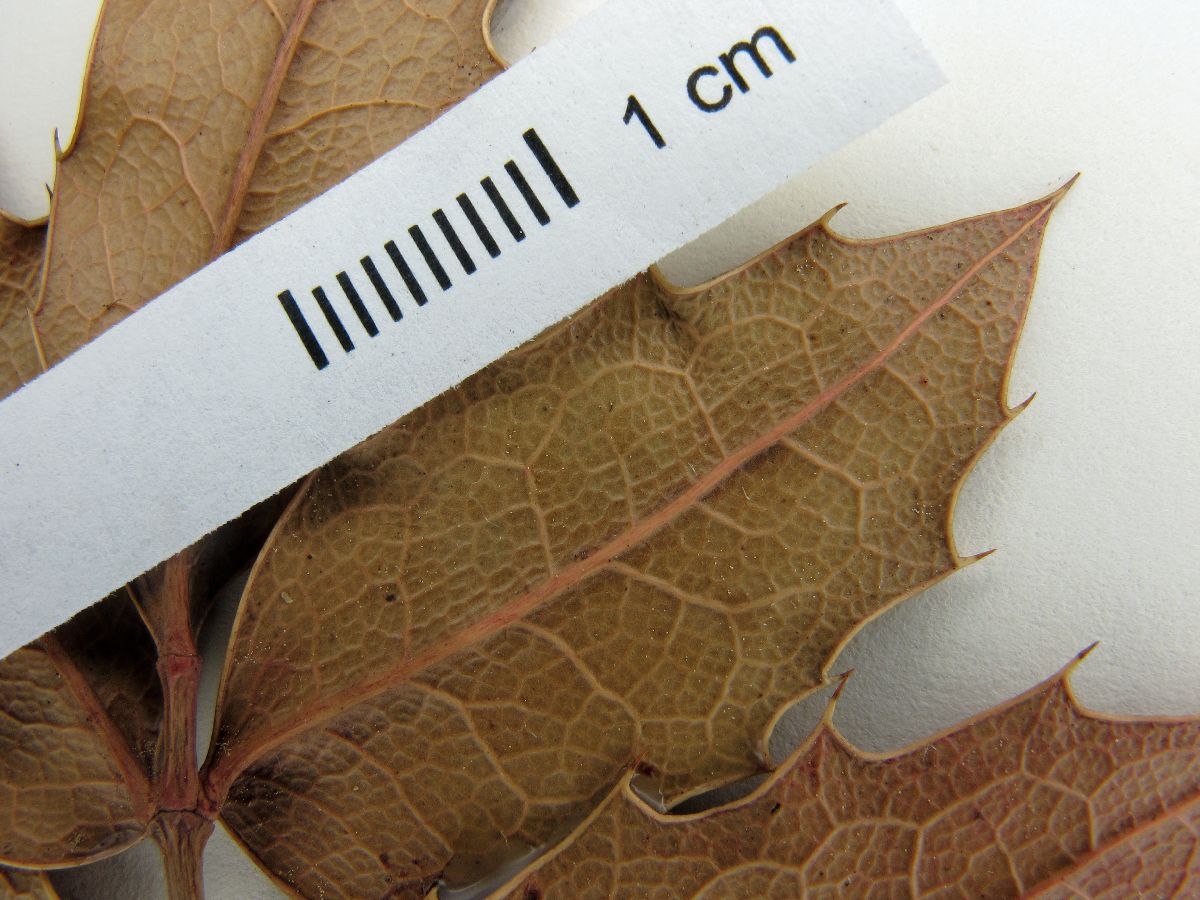 Mahonia trifolia image
