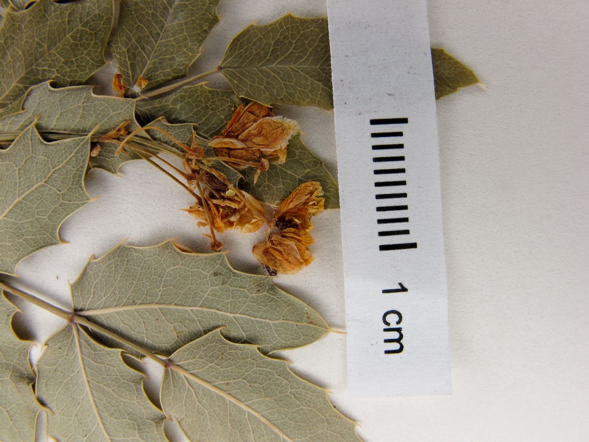 Berberis pimana image