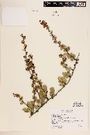 Berberis actinacantha image