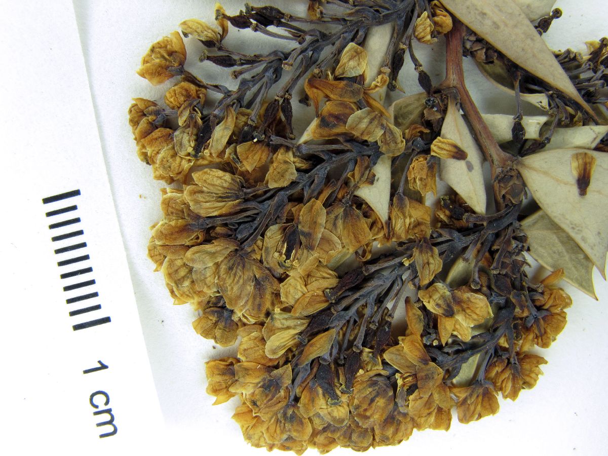 Berberidaceae image