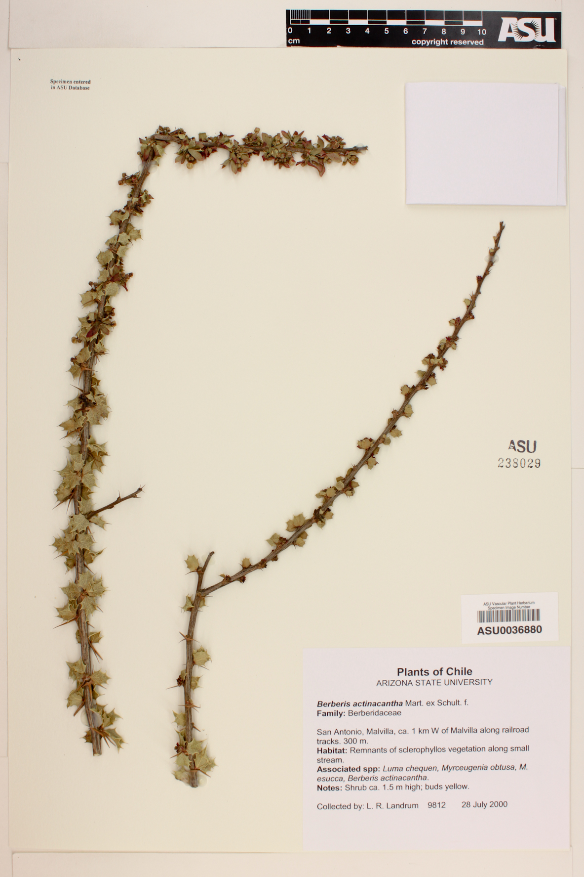 Berberis actinacantha image