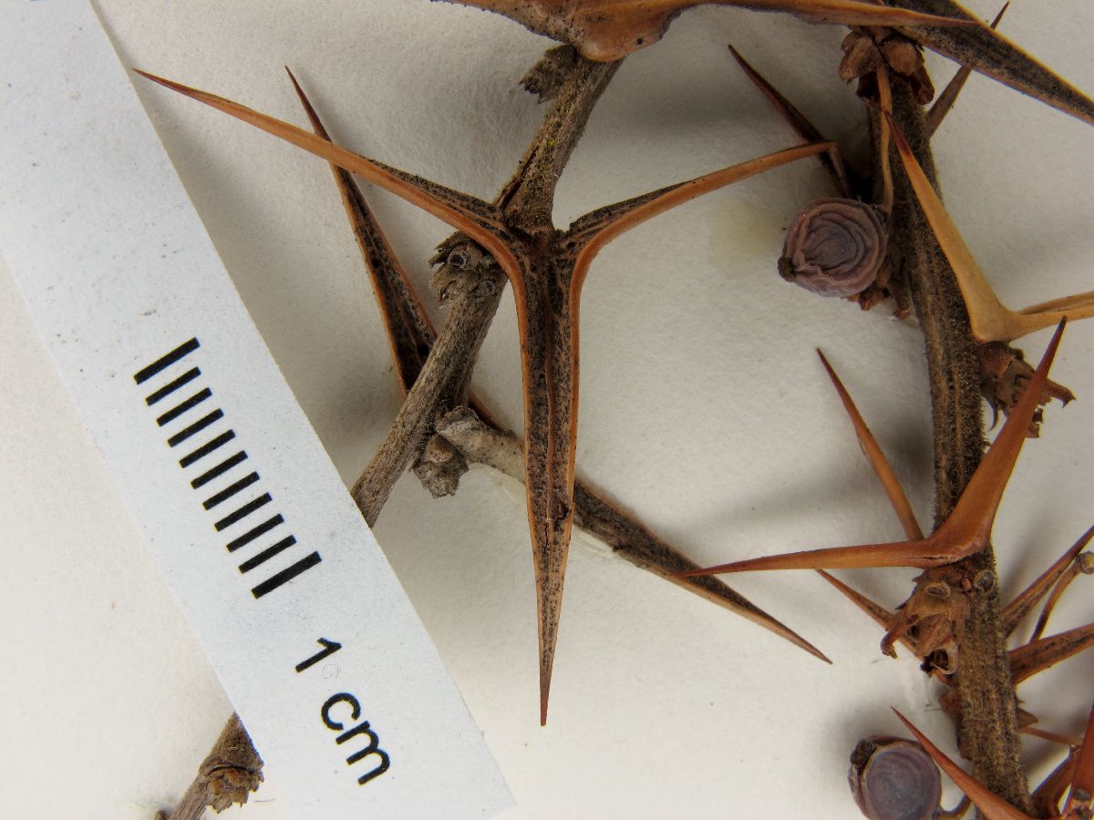 Berberidaceae image