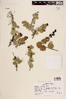 Berberis actinacantha image