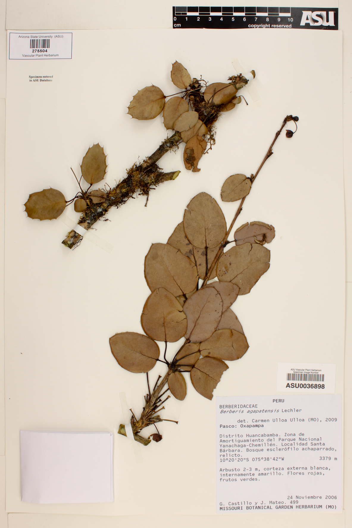 Berberis agapatensis image