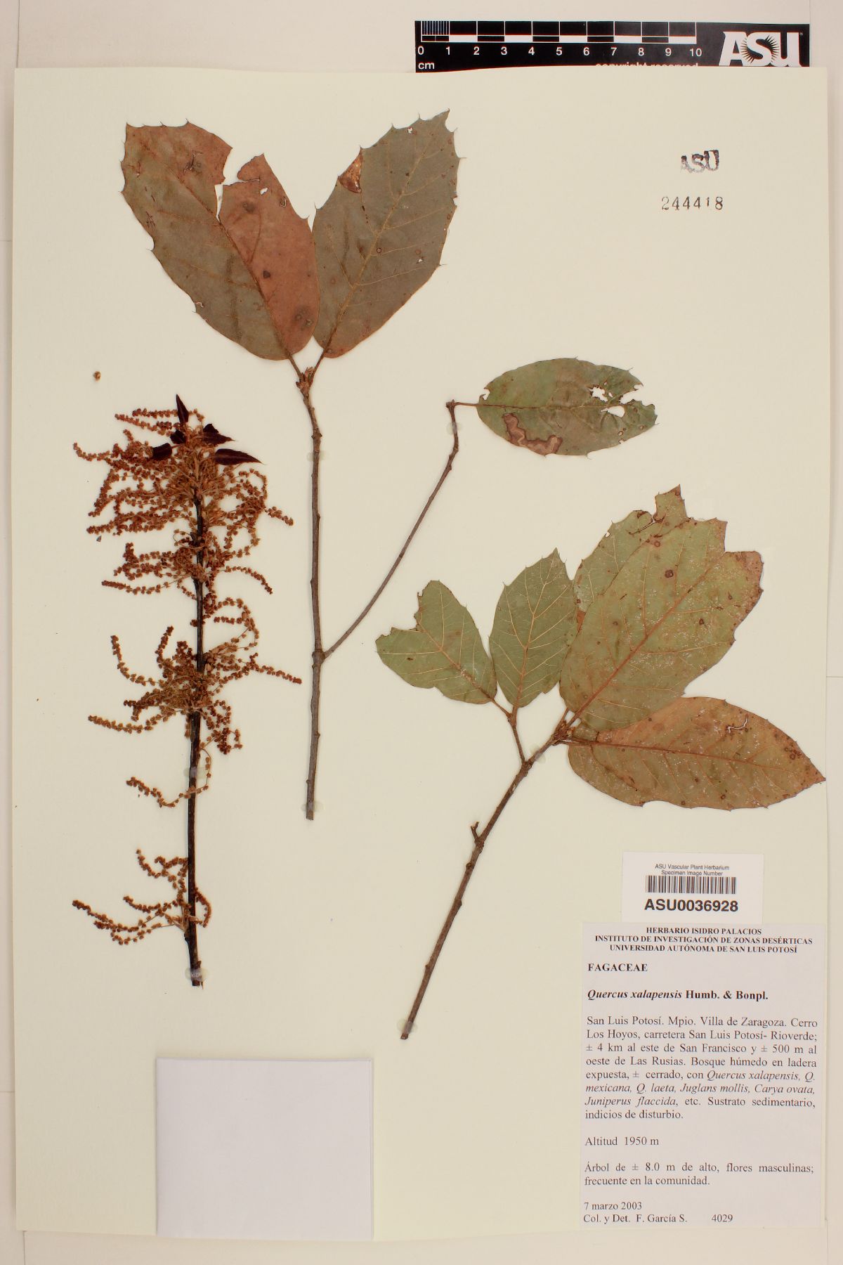 Quercus xalapensis image