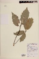 Quercus xalapensis image