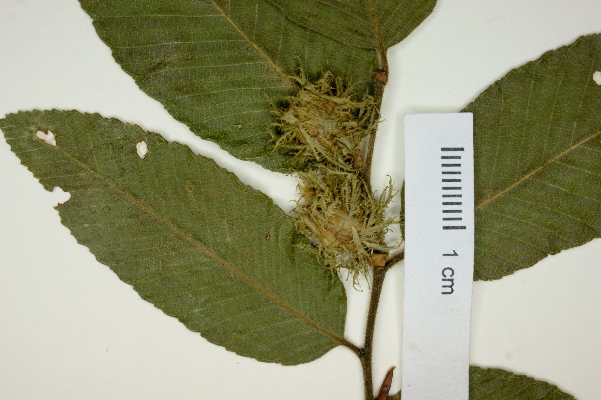 Nothofagus alpina image