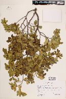 Nothofagus betuloides image