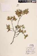 Nothofagus dombeyi image