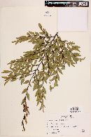 Nothofagus dombeyi image