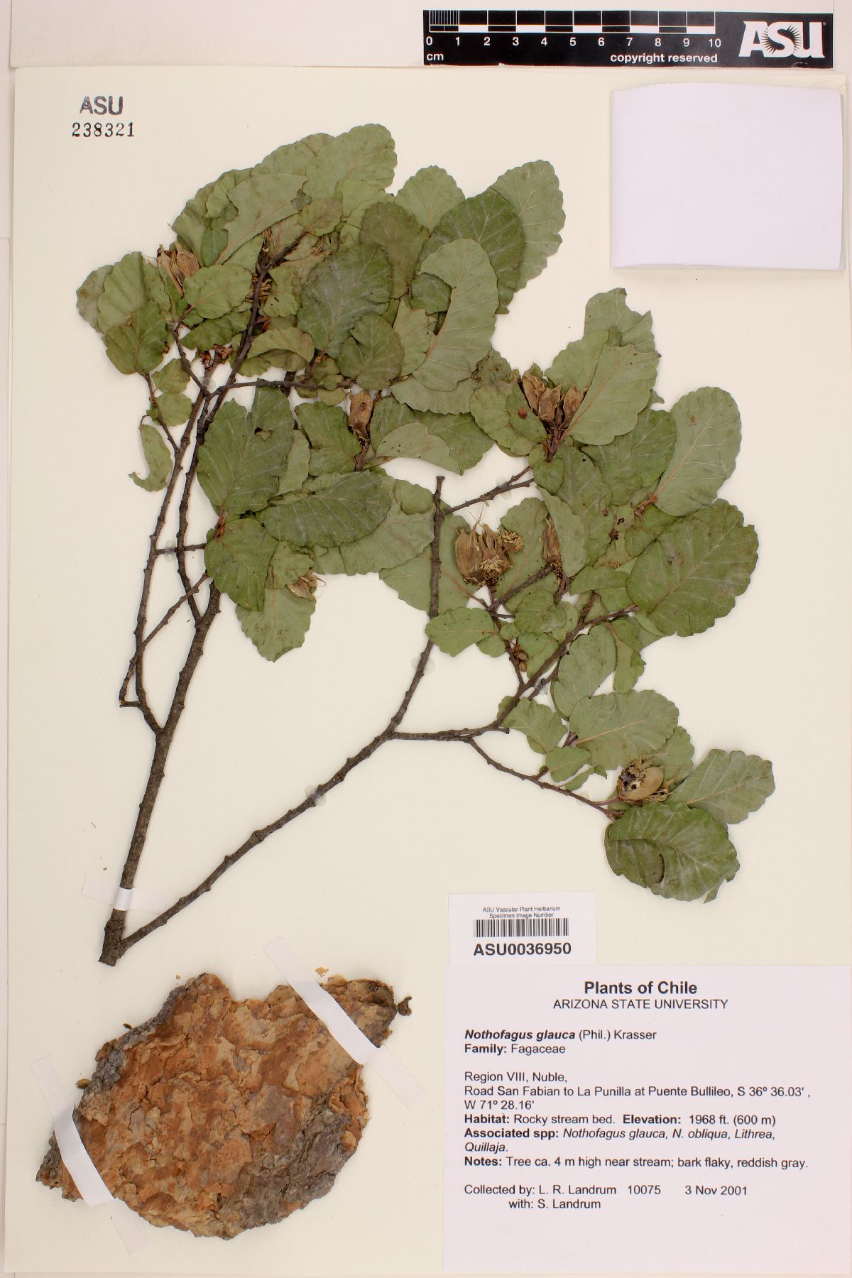 Nothofagus glauca image