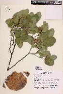 Image of Nothofagus glauca