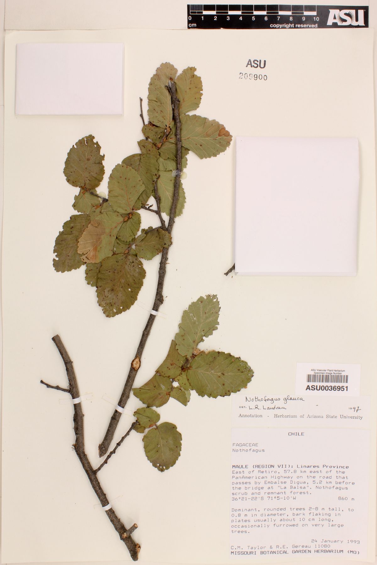 Nothofagus glauca image